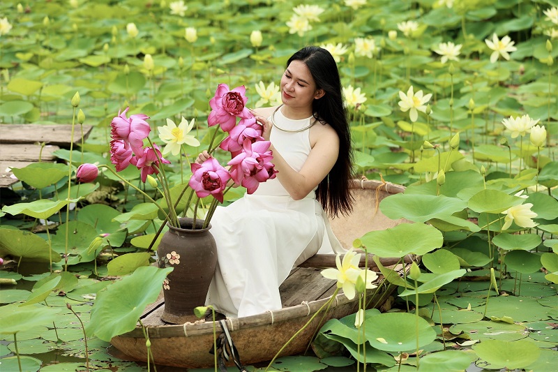 Gentle lotuses with delicate petals capture the hearts of flower lovers, especially girls.